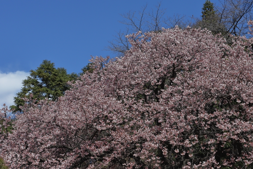 寒桜