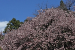 寒桜