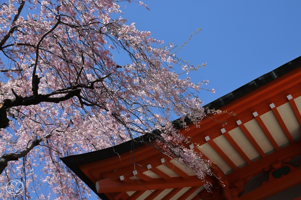 薬王院の桜