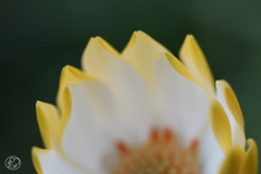 オステオスペルマム－１