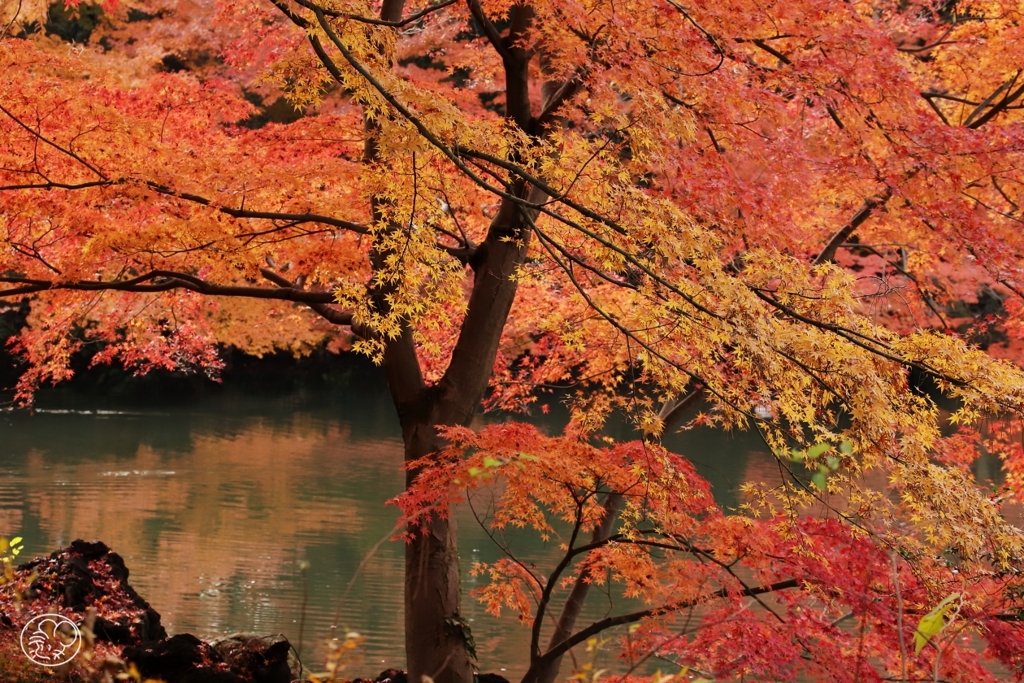 御苑の紅葉 －９