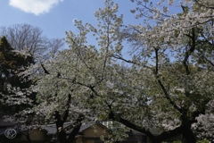 公園の桜