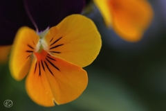 家の花　６
