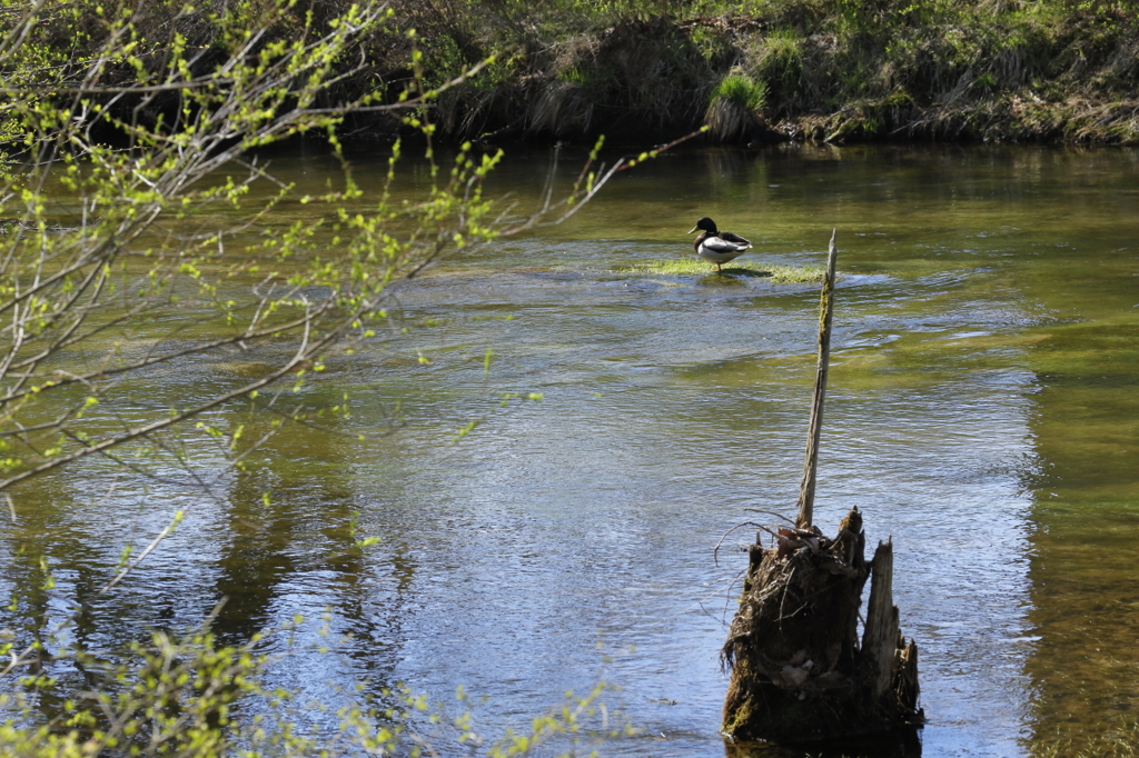 水辺に芽吹く