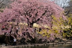 修善寺寒桜