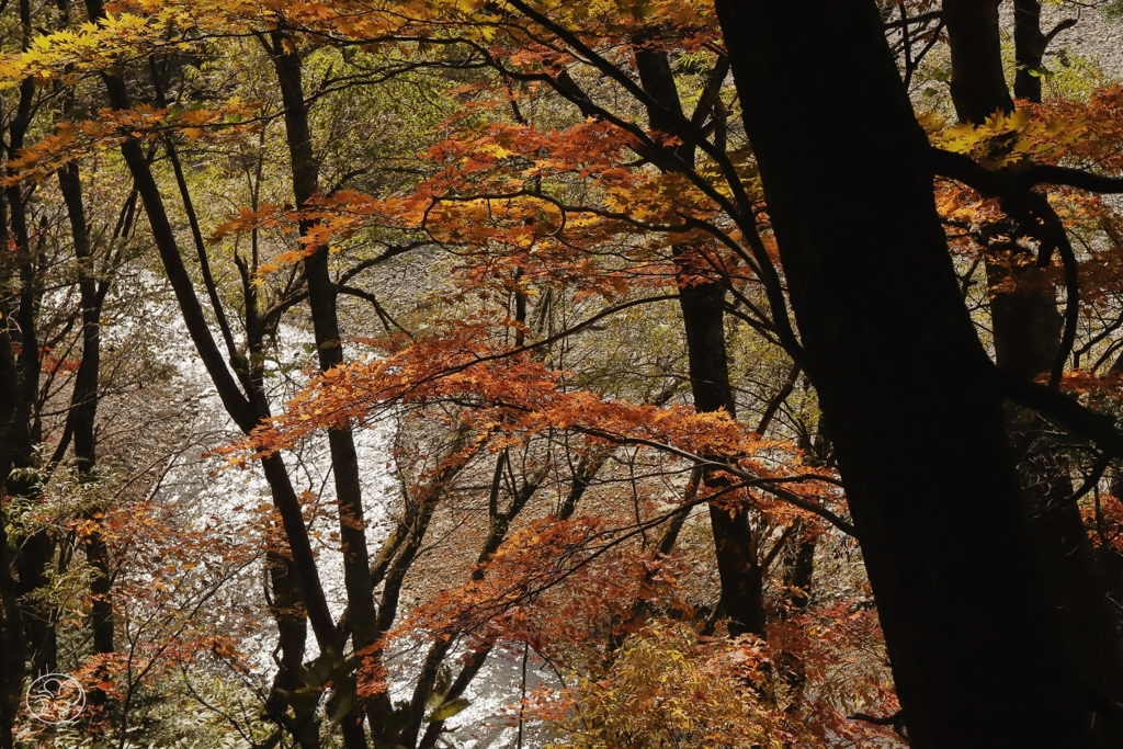 梓川沿い