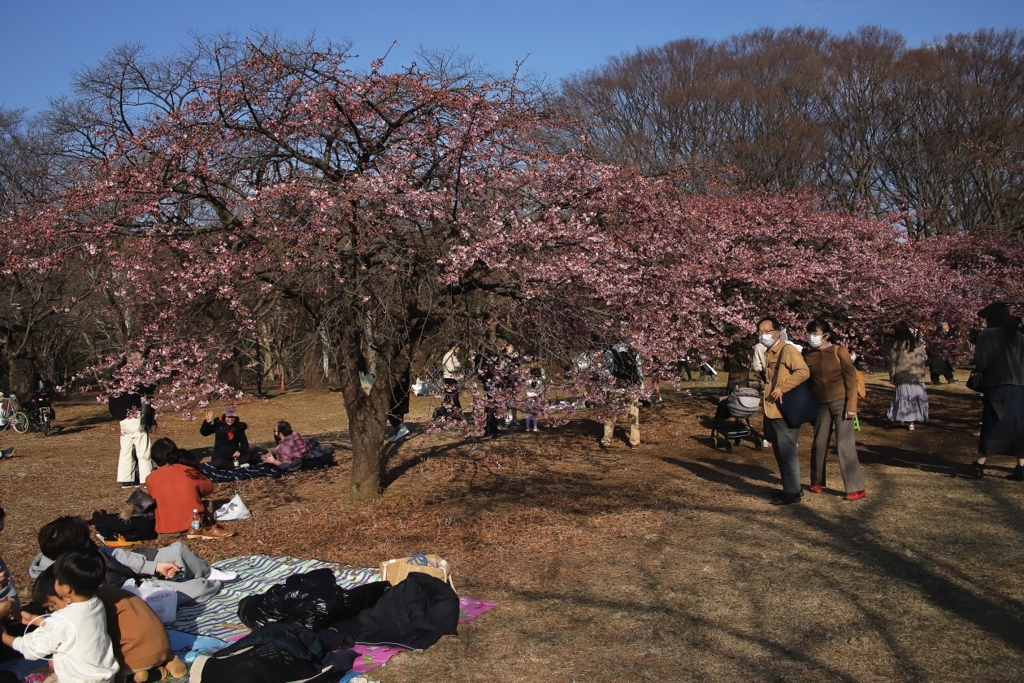 河津桜　３