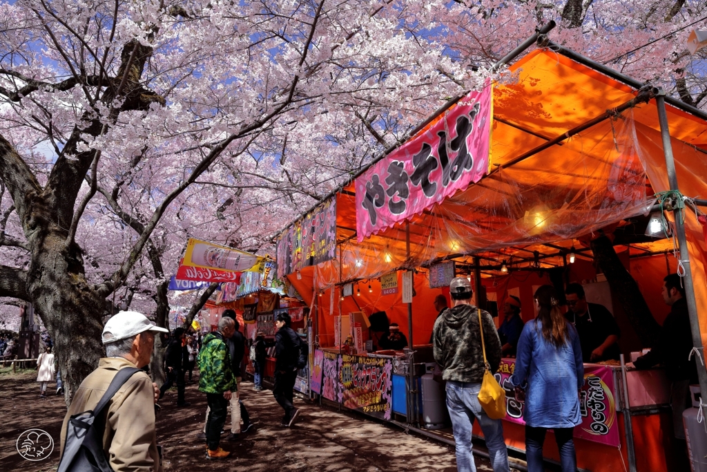 高遠の桜　１