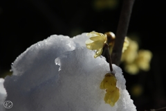 雪に濡れて