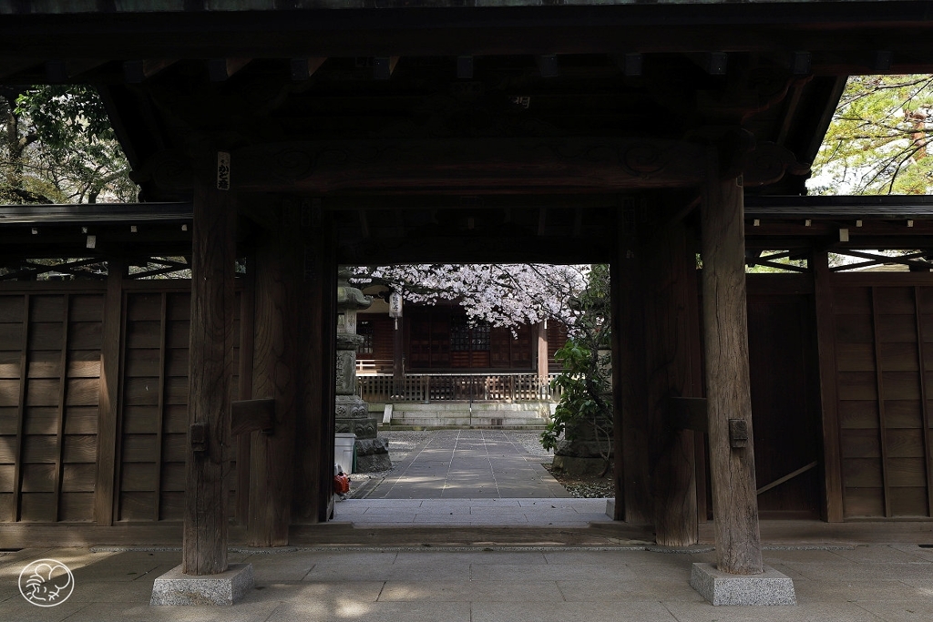 桜のぞく山門