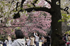 御苑の桜　４