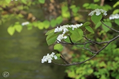 アジサイに 似たる花の名 尋ねられ オオカメノキと 答えほほえむ