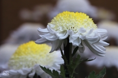 新宿御苑菊花壇展　２