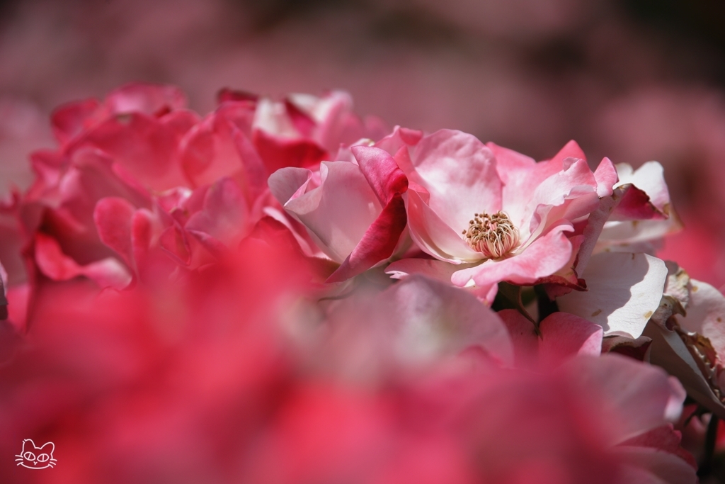 花霞 2 by おんち・はじめ (ID:13521472) - 写真共有サイト:PHOTOHITO