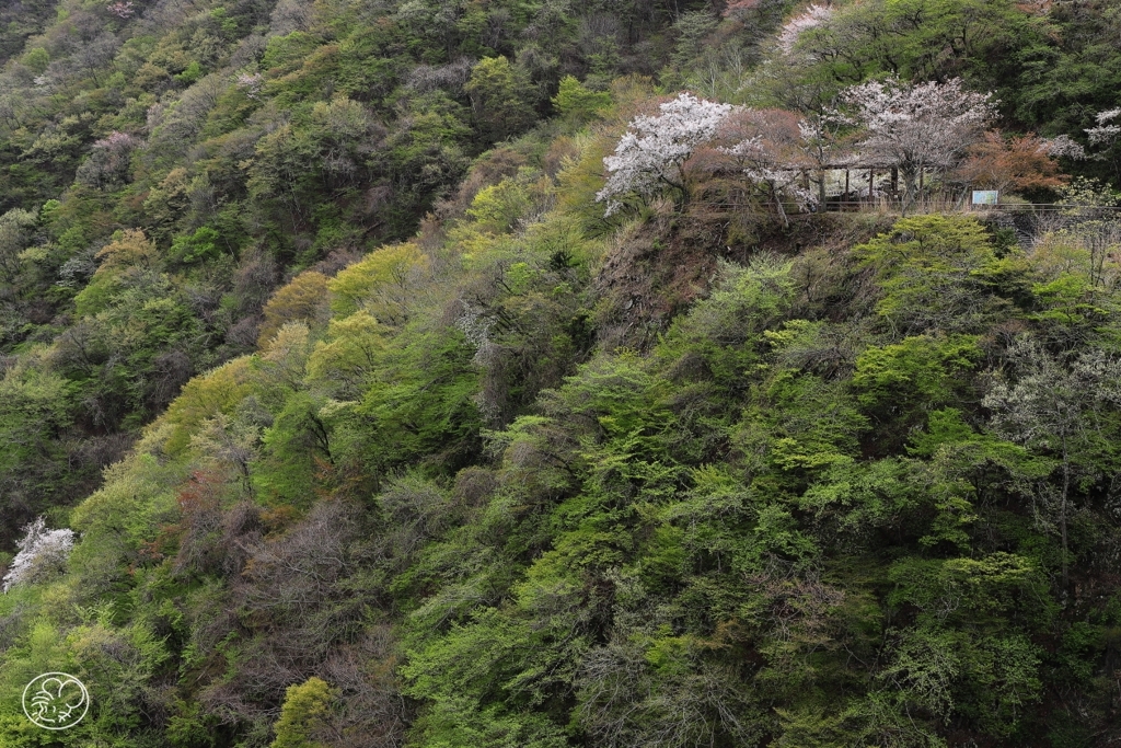 奥多摩湖の桜　１