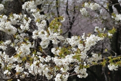 今年の桜　２