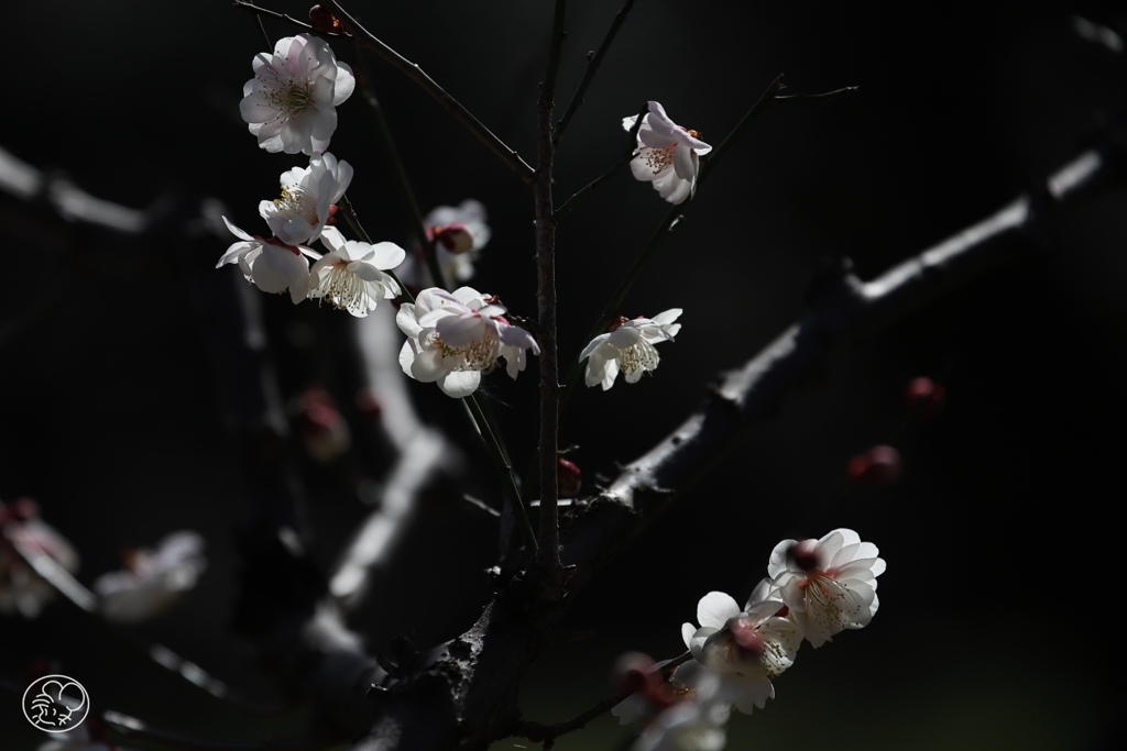 東風吹きて