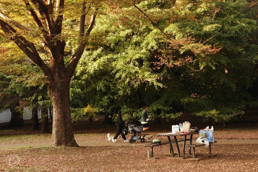 公園の秋　３