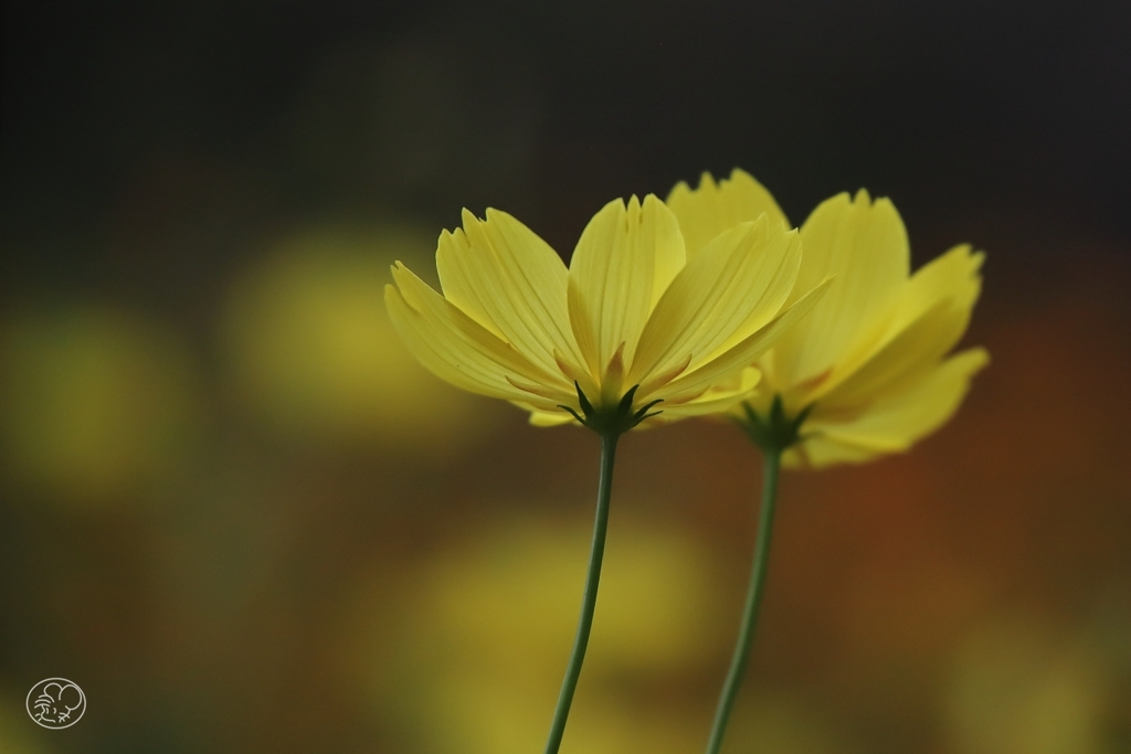 秋華　２