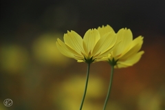 秋華　２