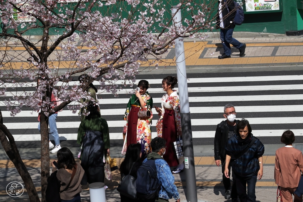 街角桜－３