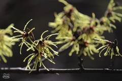 モジャモジャと咲く　１