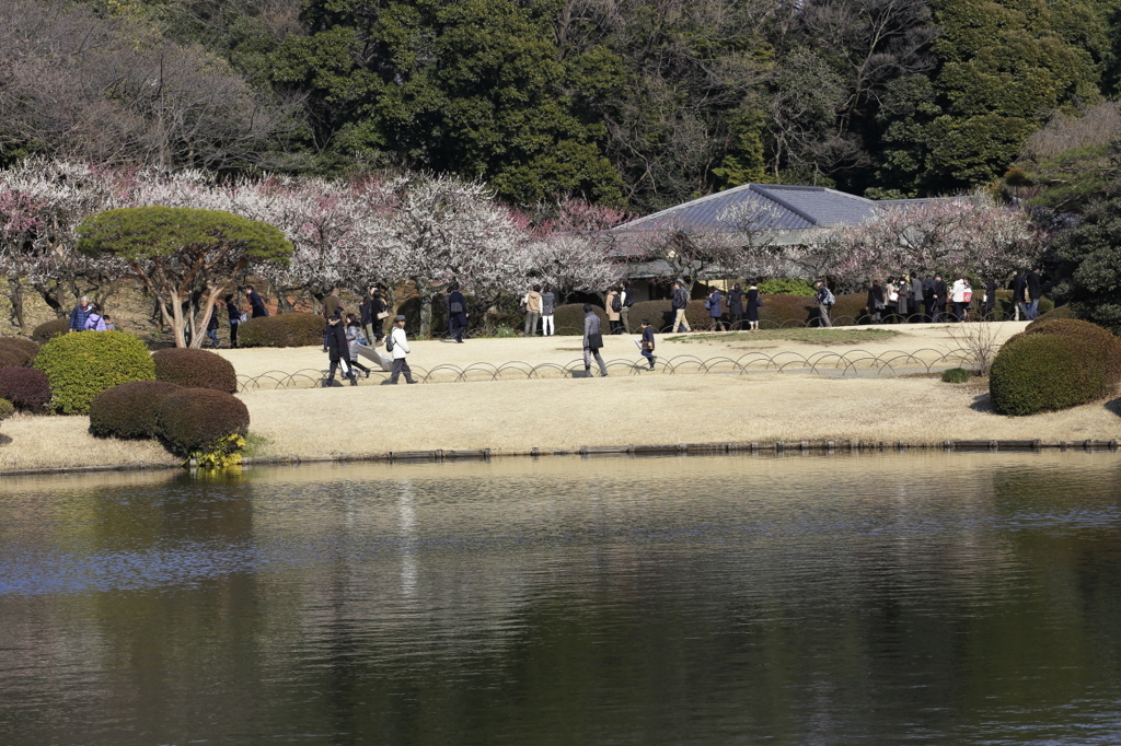 春めく日