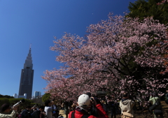 花に群がって