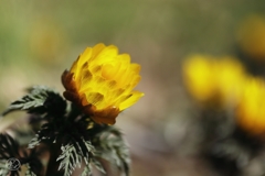 訪春の花　２