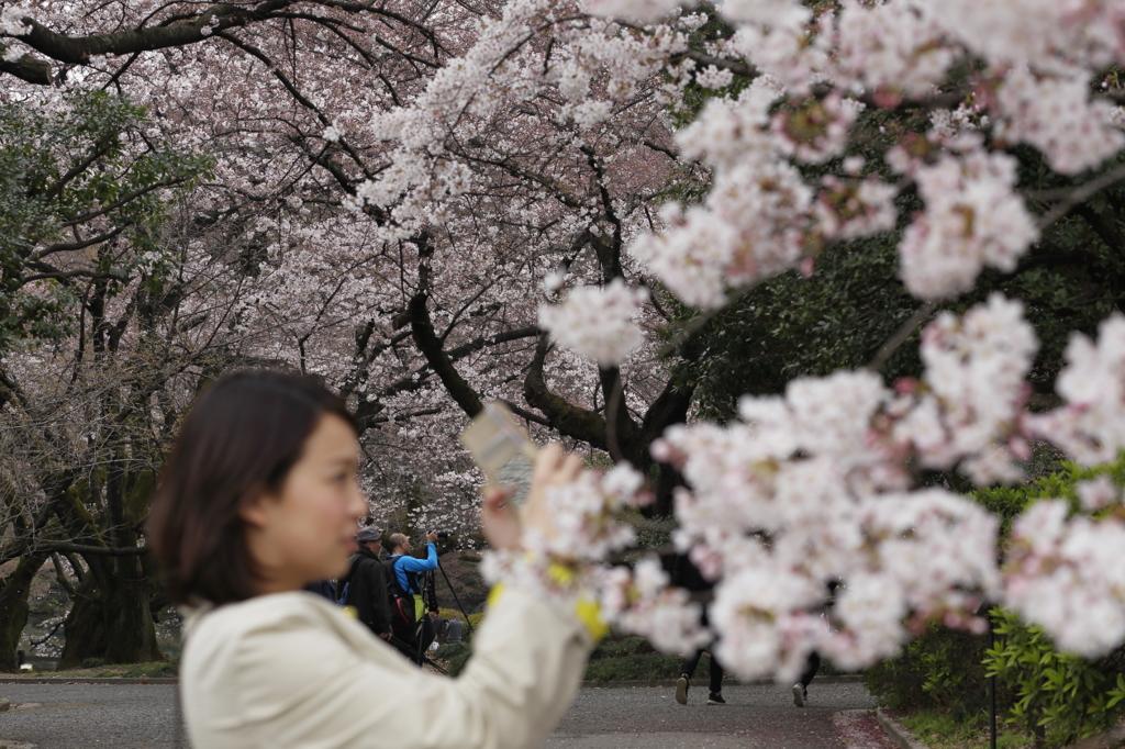 桜見る人々－６