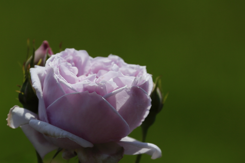 プリティ・ジェシカ