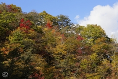 安曇の紅葉 5 安曇の紅葉 5