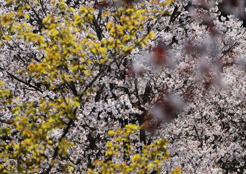 多摩森林科学園　３