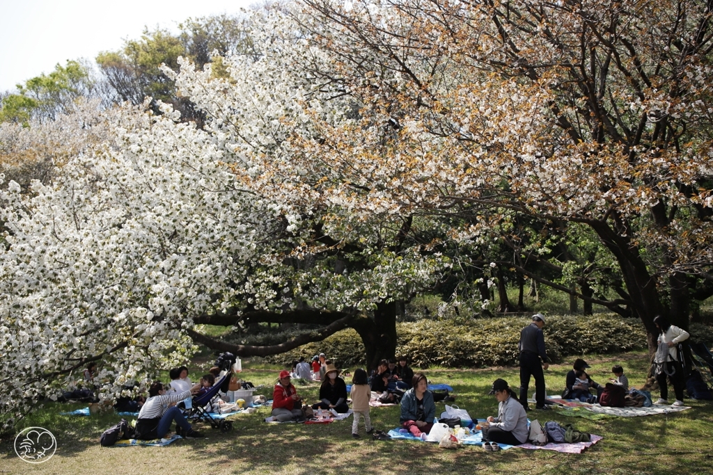 桜蔭