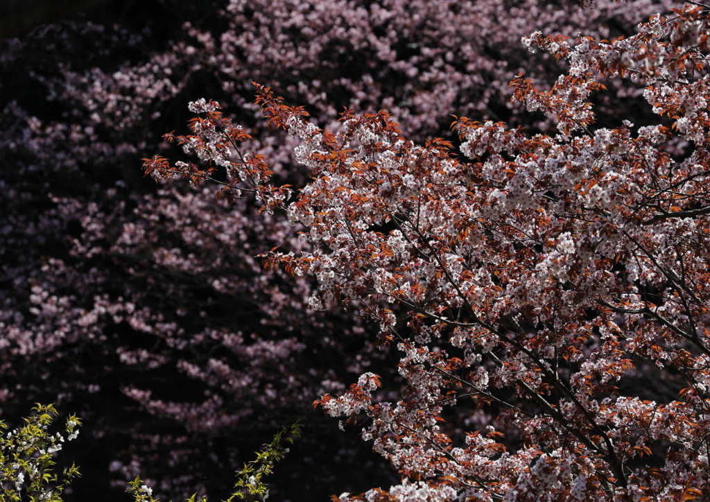 今花盛り