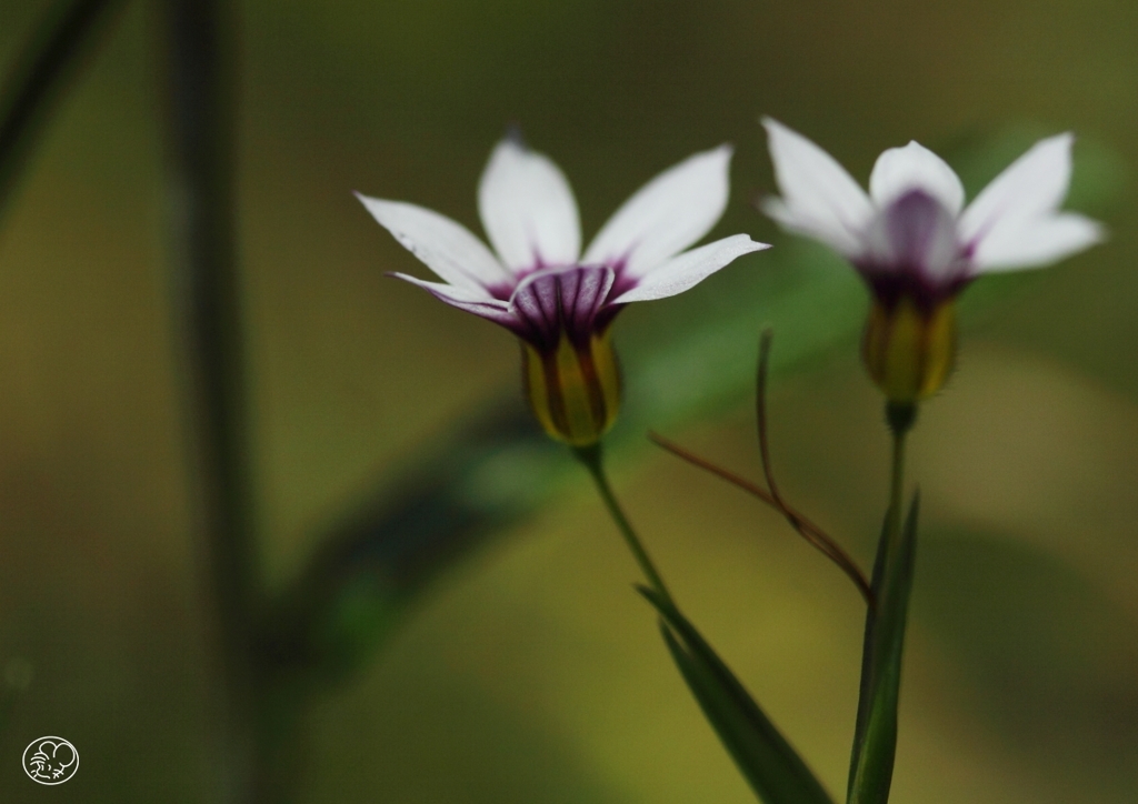 １２ｍｍの花　１