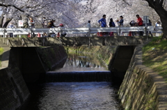 いつもの春を楽しもう