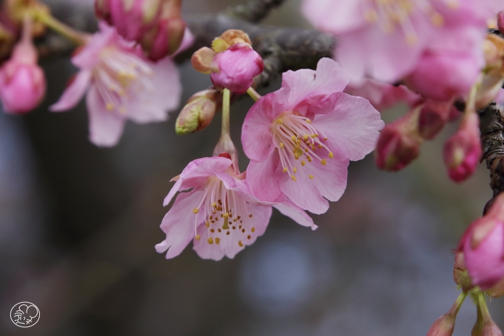 河津桜