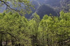 胸いっぱい 吸い込む朝の 大気には 青も緑も 浅黄も染みて