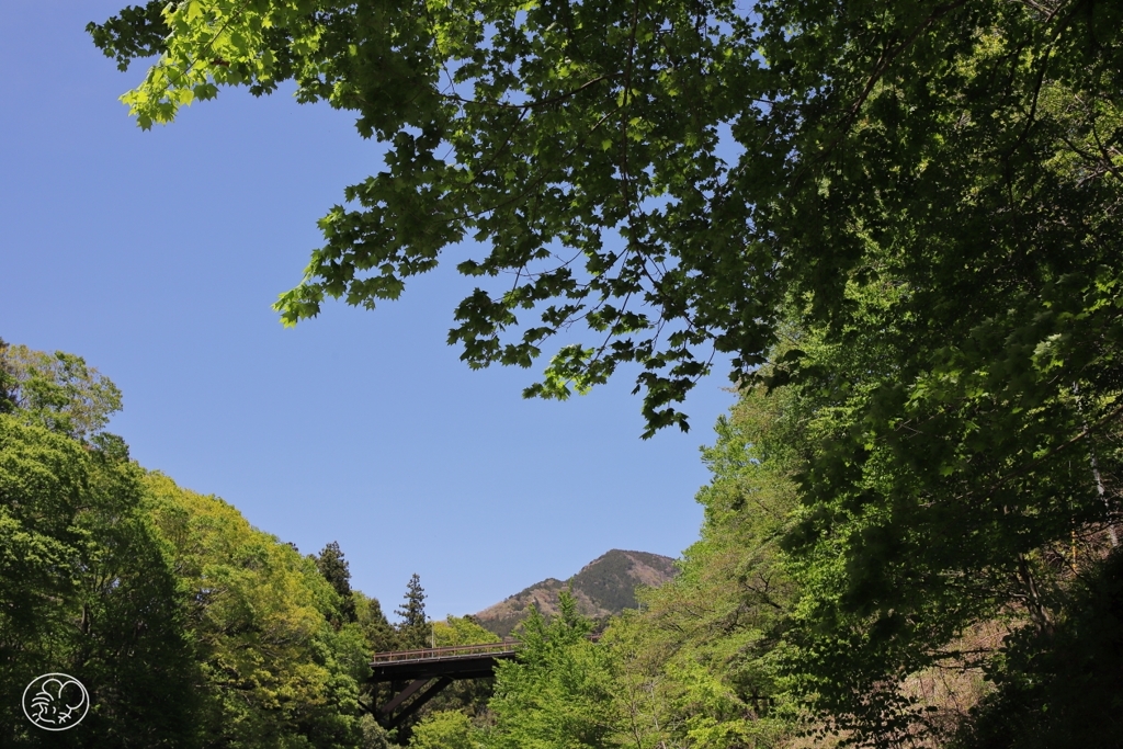 日原川の緑
