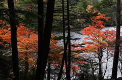 樹間の彩り