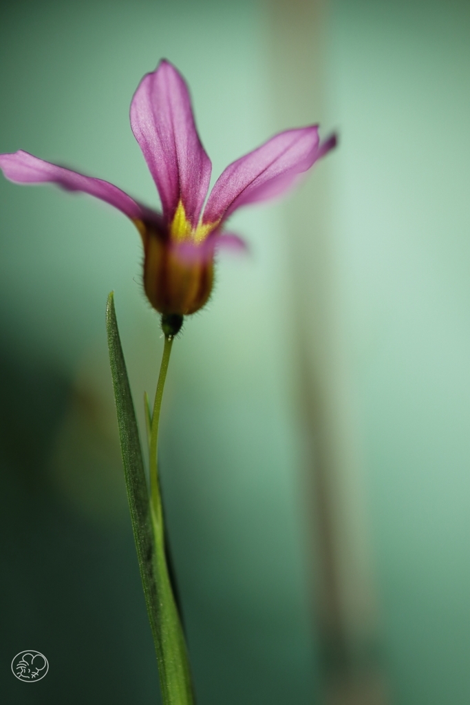 家の花　１１