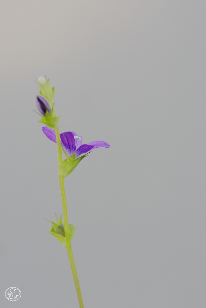 孤高