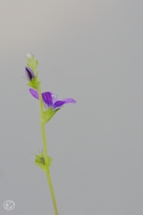 孤高