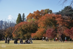 紅葉の新宿御苑　１