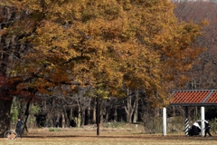 晴れた冬の日に公園で