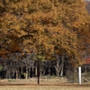 晴れた冬の日に公園で