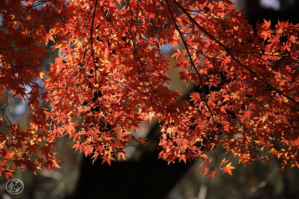 御苑の紅葉 －１２