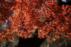 御苑の紅葉 －１２