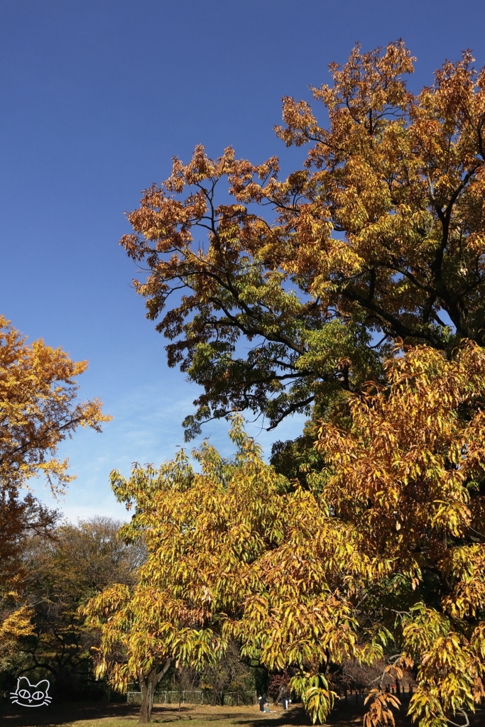 公園の紅葉　９